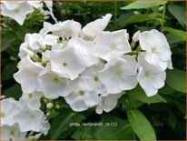 Phlox &#39;Rembrandt&#39;