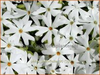 Phlox &#39;Snowflake&#39;