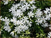 Phlox &#39;Snowflake&#39;