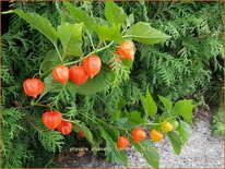 Physalis alkekengi franchetii