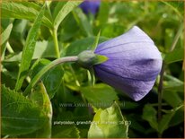 Platycodon grandiflorus 'Mariesii'