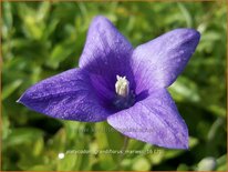 Platycodon grandiflorus 'Mariesii'