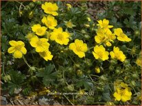 Potentilla neumanniana