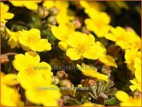 Potentilla neumanniana