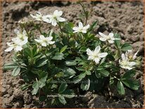 Potentilla tridentata &#39;Nuuk&#39;