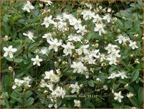 Potentilla tridentata &#39;Nuuk&#39;