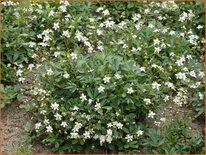 Potentilla tridentata &#39;Nuuk&#39;