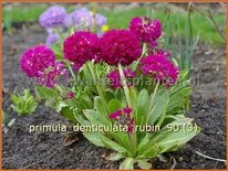 Primula denticulata &#39;Rubin&#39;