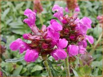 Prunella grandiflora 'Bella Rose'