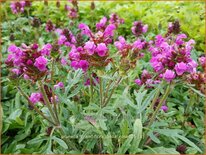 Prunella grandiflora 'Bella Rose'