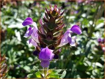 Prunella grandiflora &#39;Gerhard Rudolf&#39;