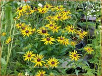 Rudbeckia fulgida &#39;Little Goldstar&#39;