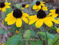 Rudbeckia triloba