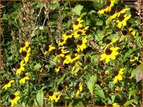 Rudbeckia triloba