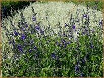 Salvia greggii &#39;Blue Note&#39;