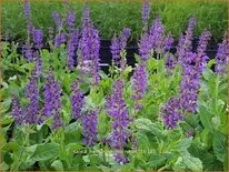 Salvia nemorosa &#39;Mainacht&#39;