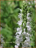 Salvia nemorosa 'Sensation Compact White'