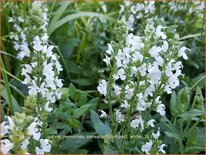 Salvia nemorosa 'Sensation Compact White'