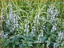 Salvia nemorosa 'Sensation Compact White'