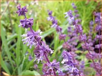 Salvia verticillata &#39;Hannay&#39;s Blue&#39;