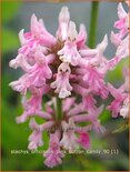 Stachys officinalis &#39;Pink Cotton Candy&#39;