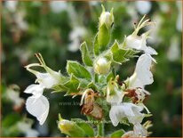 Teucrium chamaedrys 'Album'