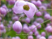 Thalictrum delavayi &#39;Splendide&#39;