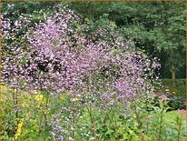 Thalictrum delavayi &#39;Splendide&#39;