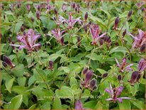 Tricyrtis formosana &#39;Gilt Edge&#39;