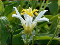 Tricyrtis hirta &#39;Alba&#39;