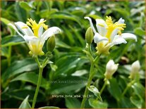 Tricyrtis hirta &#39;Alba&#39;