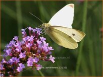 Verbena bonariensis