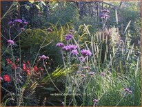 Verbena bonariensis