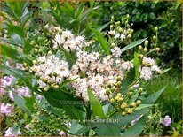 Vernonia crinita &#39;Alba&#39;