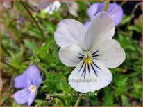 Viola cornuta &#39;Icy but Spicy&#39;