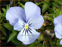 Viola cornuta &#39;Icy but Spicy&#39;