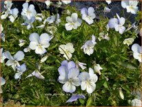 Viola cornuta &#39;Icy but Spicy&#39;