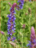 Salvia nemorosa &#39;Blauhügel&#39;