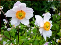 Anemone &#39;Ruffled Swan&#39;