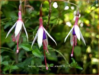 Fuchsia magellanica var. arauco