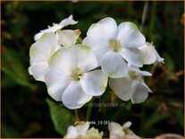 Phlox &#39;Jade&#39;