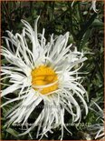 Leucanthemum 'Old Court Variety'