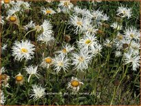 Leucanthemum 'Old Court Variety'