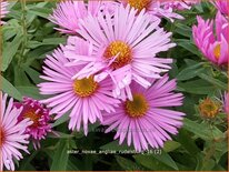 Aster novae-angliae 'Rudelsburg'