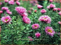 Aster novae-angliae &#39;Rosa Sieger&#39;