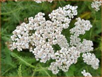 Achillea millefolium