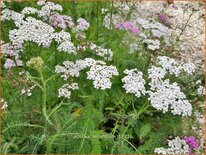 Achillea millefolium