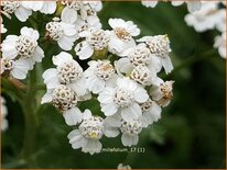 Achillea millefolium