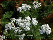 Achillea millefolium &#39;Schneetaler&#39;