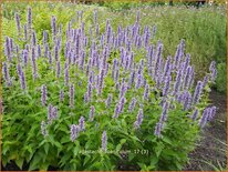 Agastache foeniculum